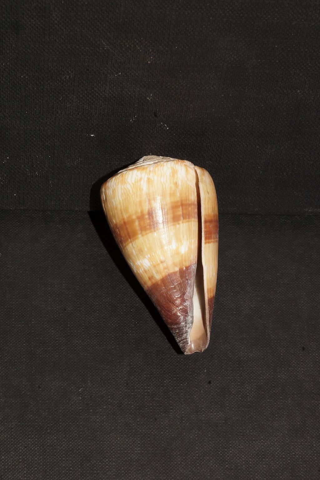 conus flavidus?